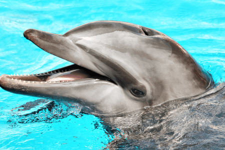 espetáculo com golfinhos