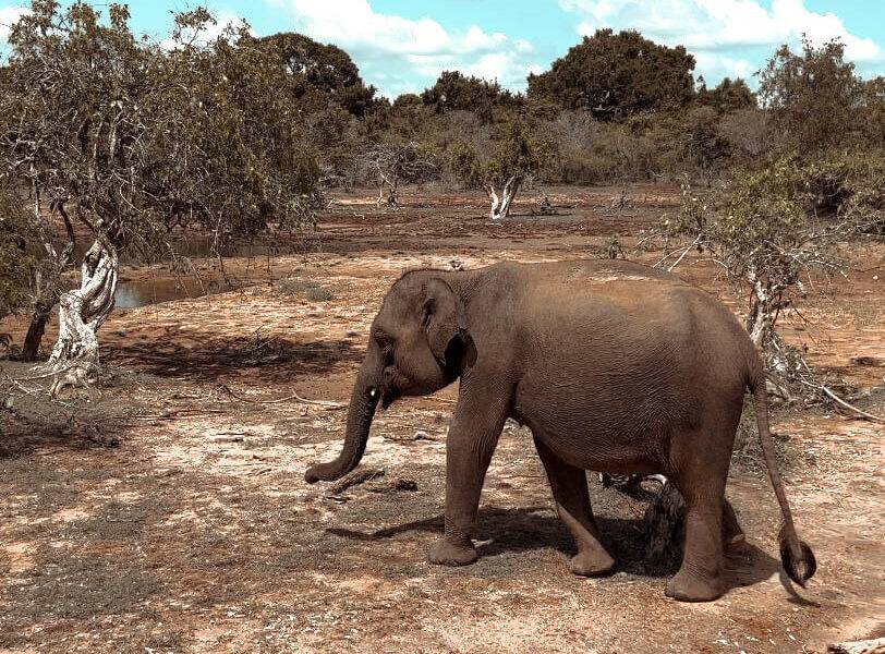 Safari no Parque Nacional Yala