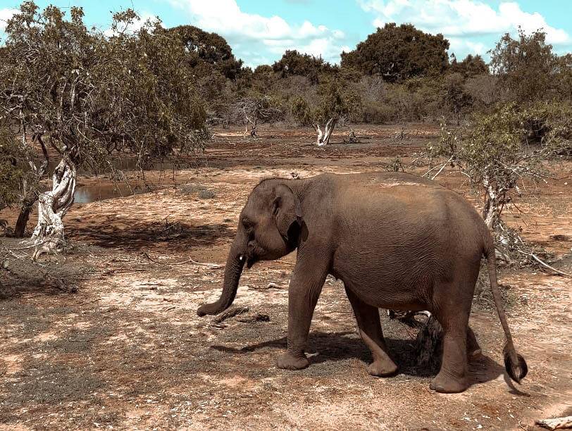 Safari no Parque Nacional Yala